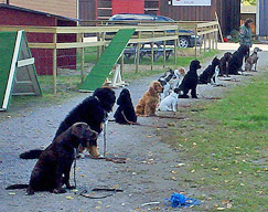 hunder i kollektiv
